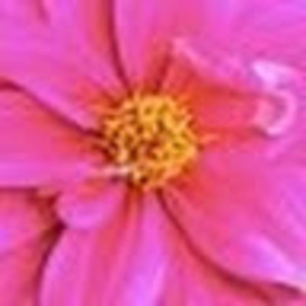 Meet your Posher, Ellie